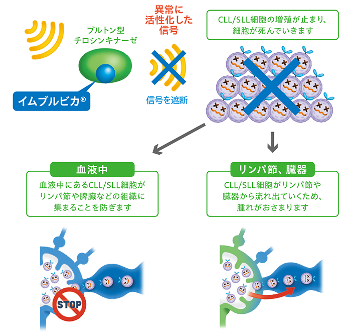 イムブルビカ®の働き