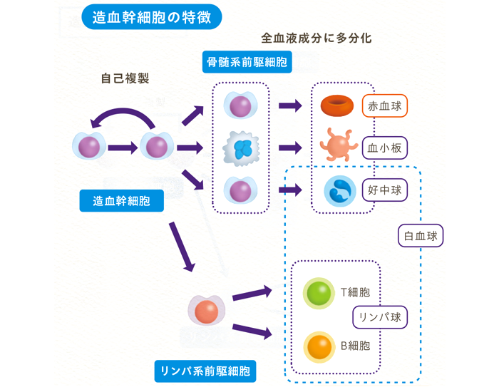 造血幹細胞の特徴